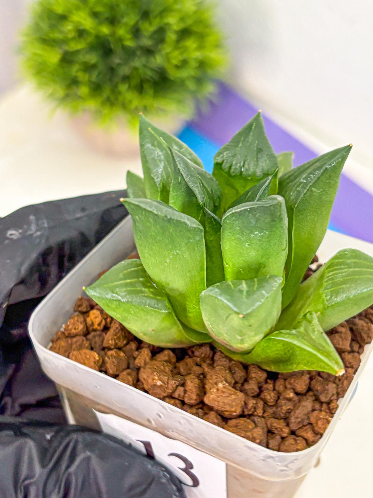 Haworthia Mutica Hyb (wa10) (13) | Rare Succulent
