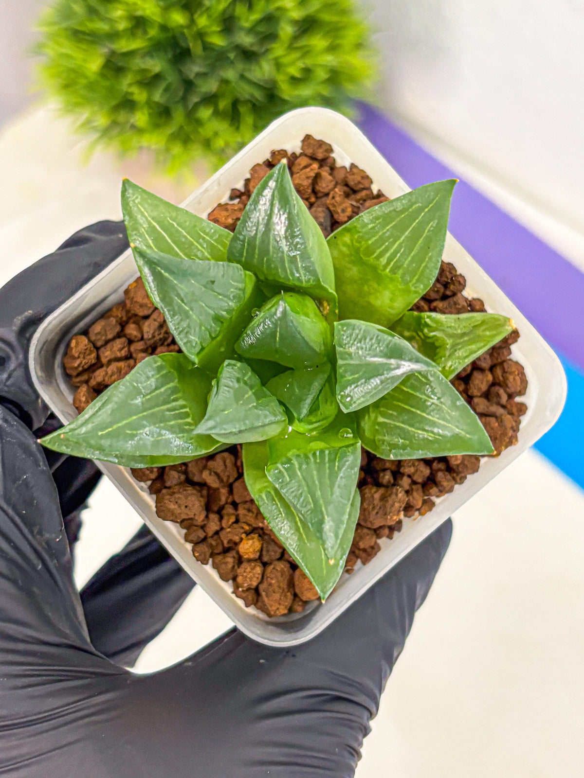 Haworthia Mutica Hyb (wa10) (13) | Rare Succulent