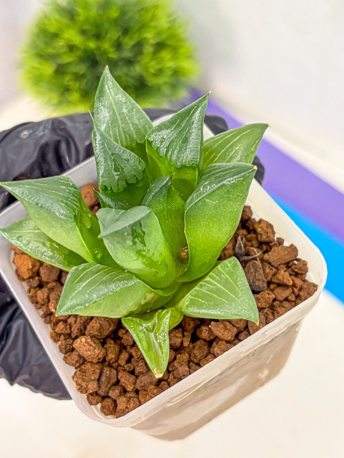 Haworthia Mutica Hyb (wa10) (13) | Rare Succulent