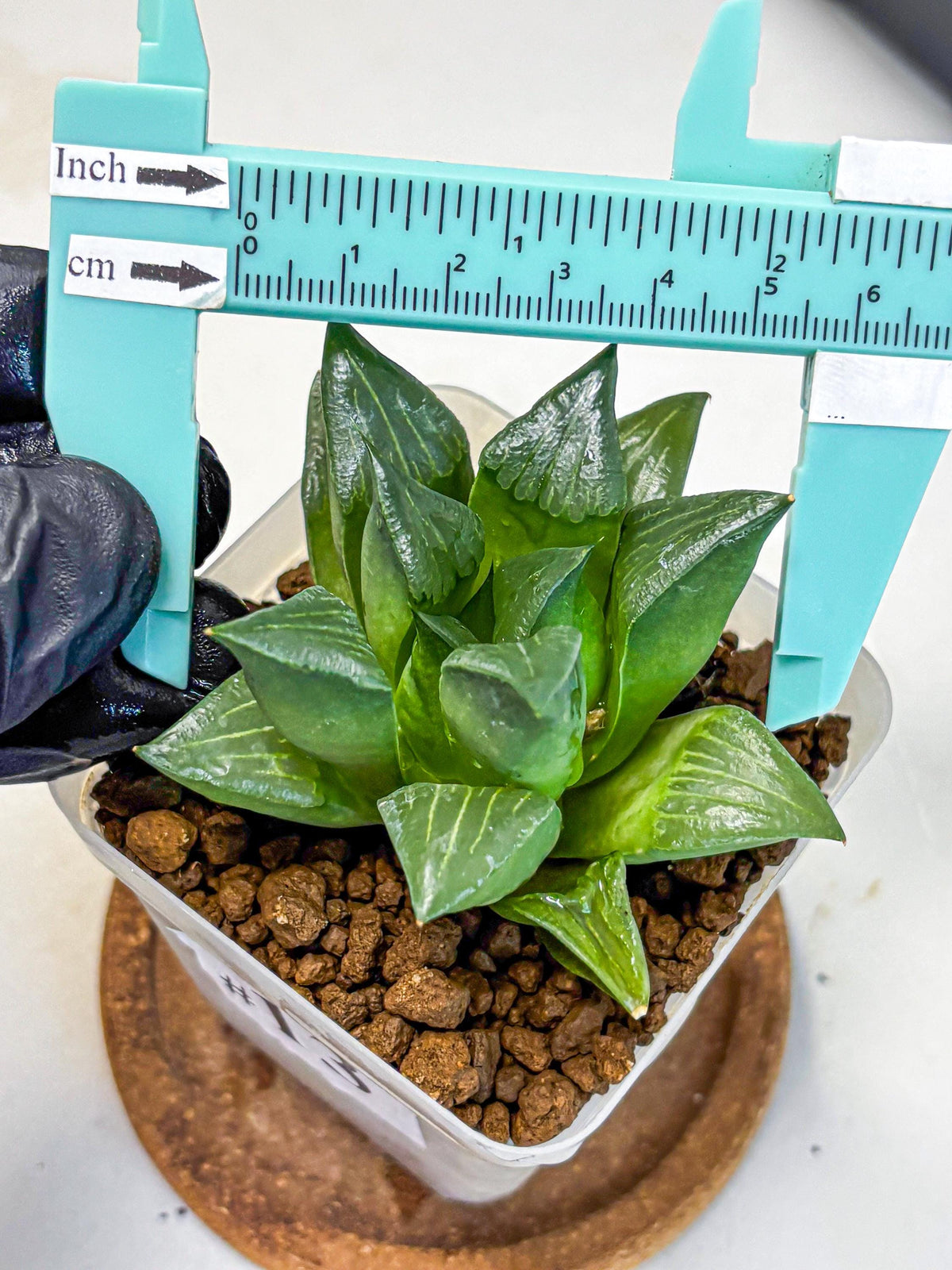 Haworthia Mutica Hyb (wa10) (13) | Rare Succulent