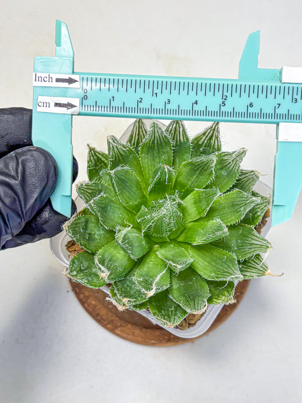 Haworthia Semiviva Hyb(wa10) (15) | Rare Succulent
