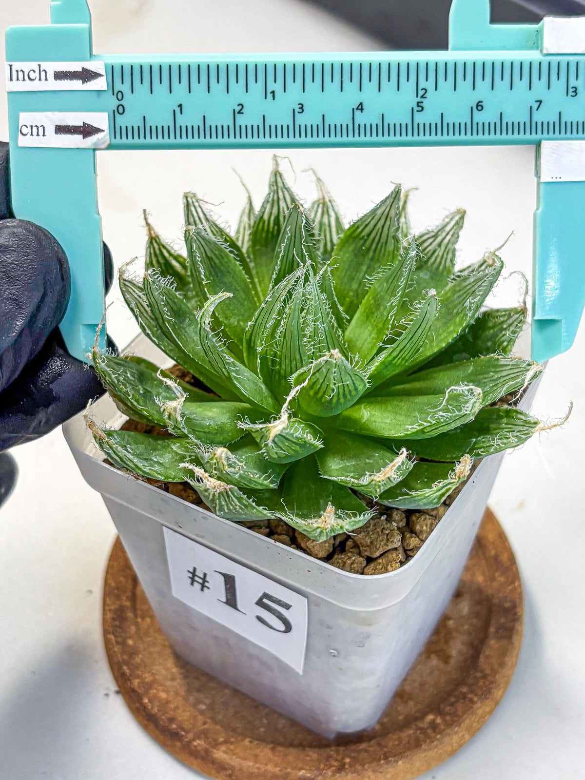 Haworthia Semiviva Hyb(wa10) (15) | Rare Succulent