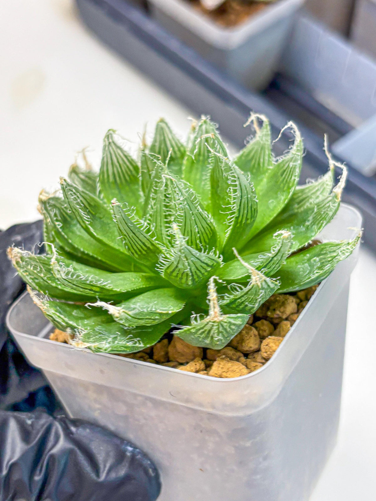 Haworthia Semiviva Hyb(wa10) (15) | Rare Succulent