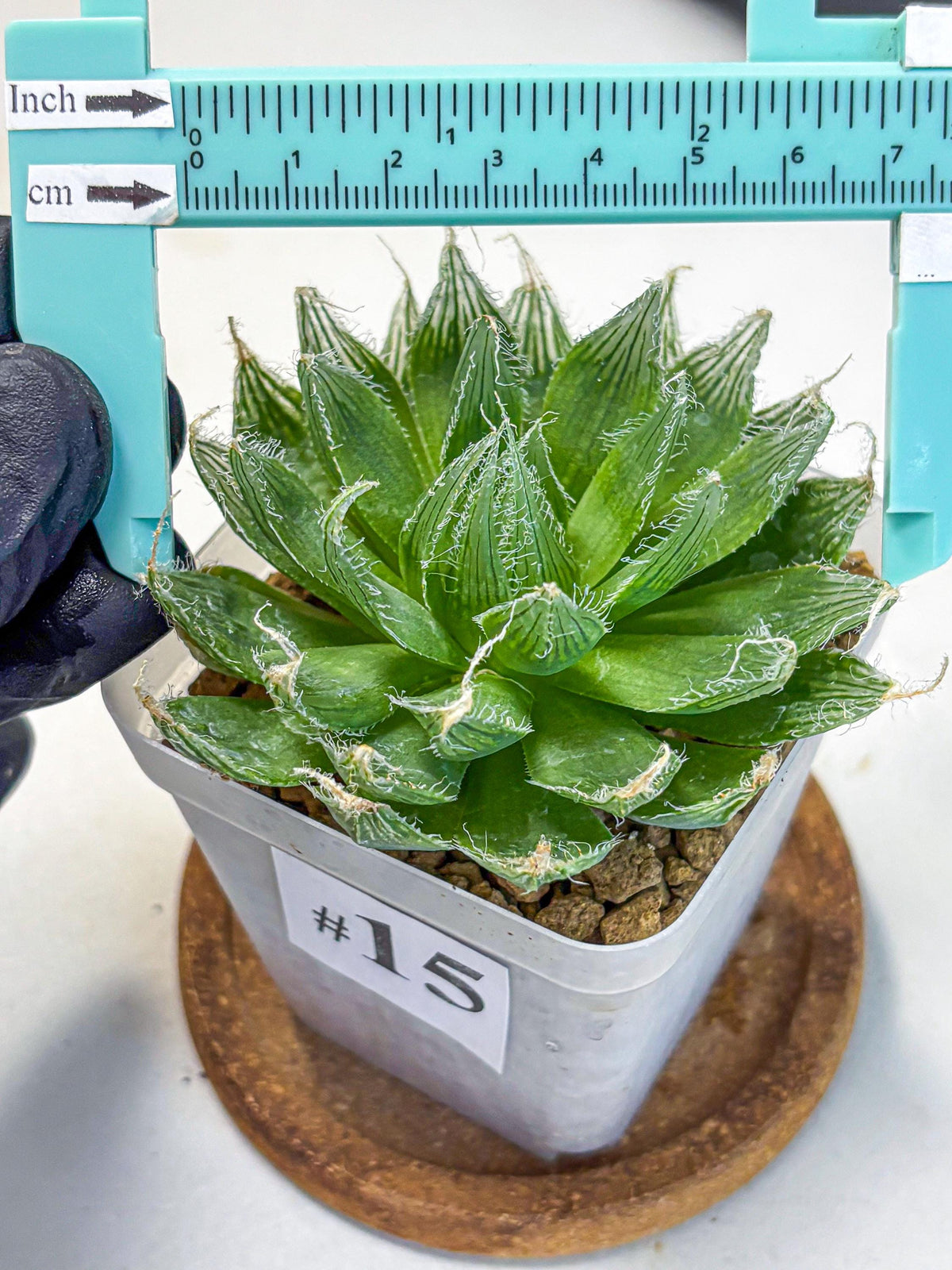 Haworthia Semiviva Hyb(wa10) (15) | Rare Succulent
