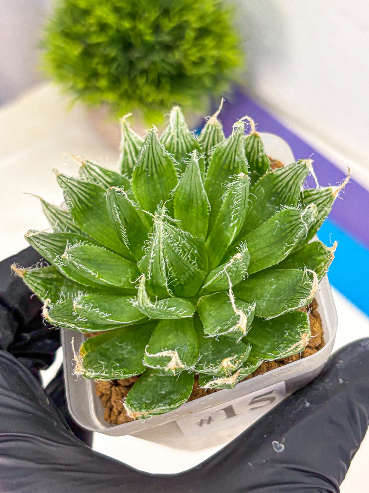 Haworthia Semiviva Hyb(wa10) (15) | Rare Succulent