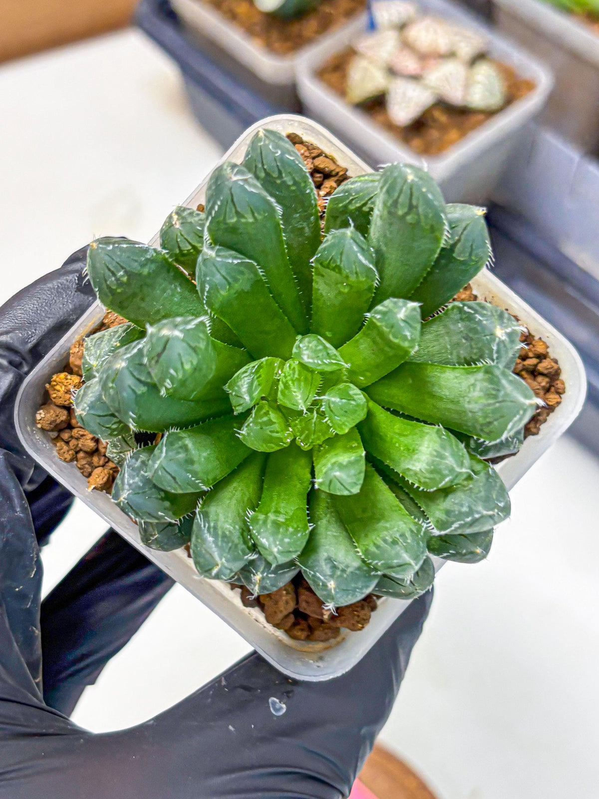 Haworthia Obtusa Hyb (wa10) (pp) | Rare Succulent