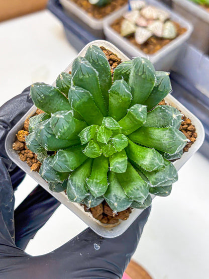 Haworthia Obtusa Hyb (wa10) (pp) | Rare Succulent