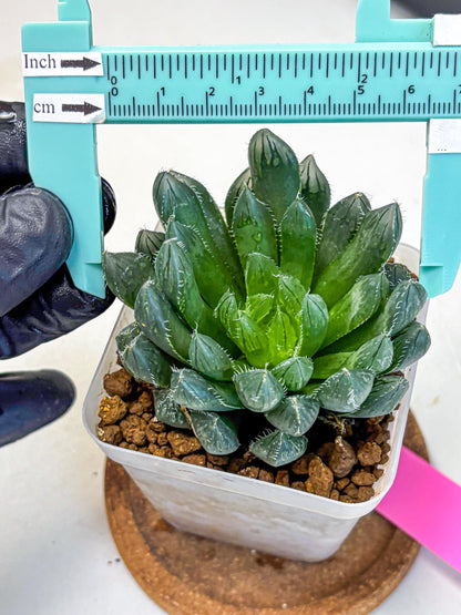 Haworthia Obtusa Hyb (wa10) (pp) | Rare Succulent