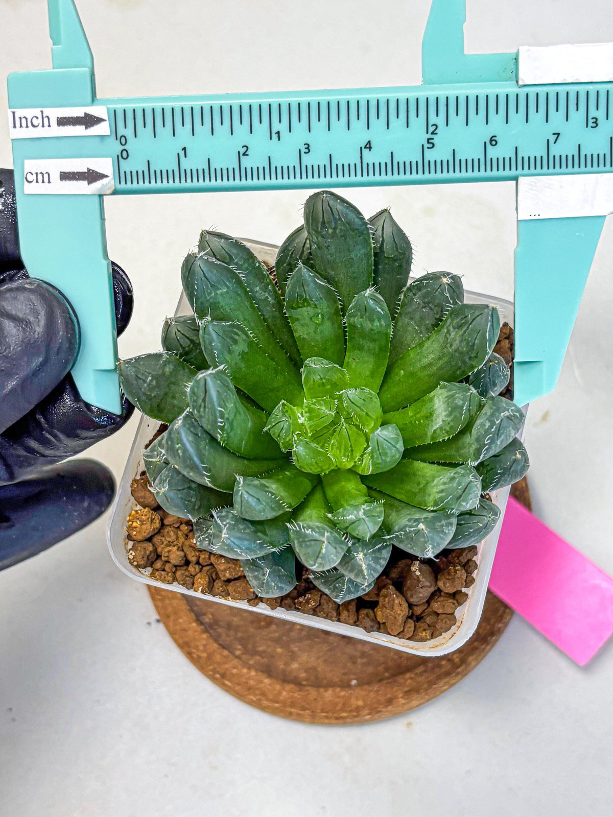 Haworthia Obtusa Hyb (wa10) (pp) | Rare Succulent