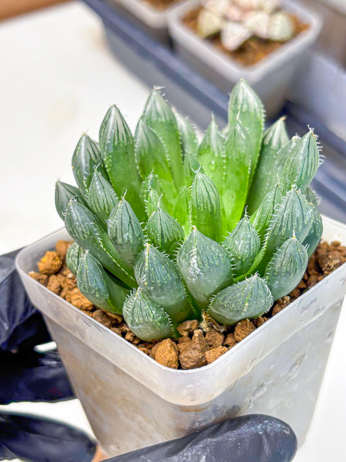 Haworthia Obtusa Hyb (wa10) (pp) | Rare Succulent