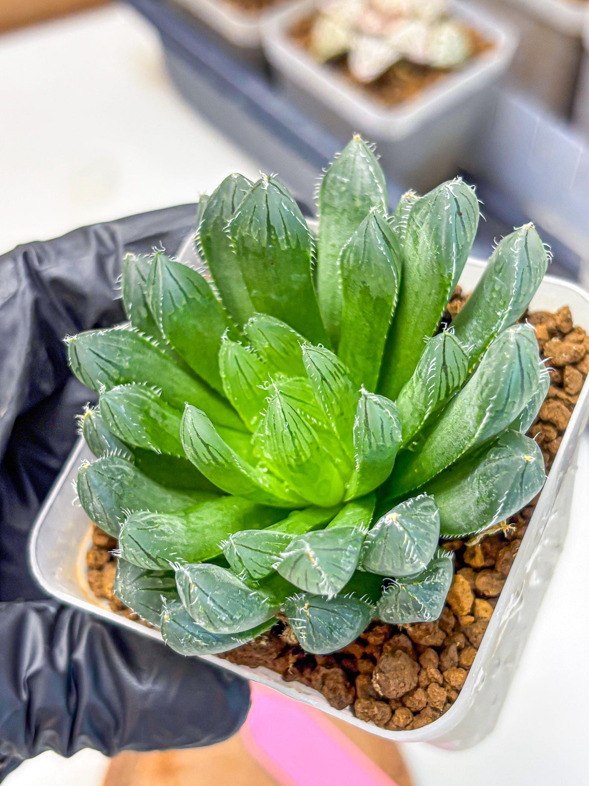 Haworthia Obtusa Hyb (wa10) (pp) | Rare Succulent