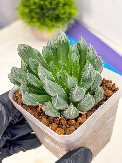 Haworthia Obtusa Hyb (wa10) (pp) | Rare Succulent