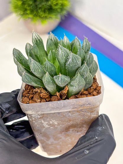 Haworthia Obtusa Hyb (wa10) (pp) | Rare Succulent
