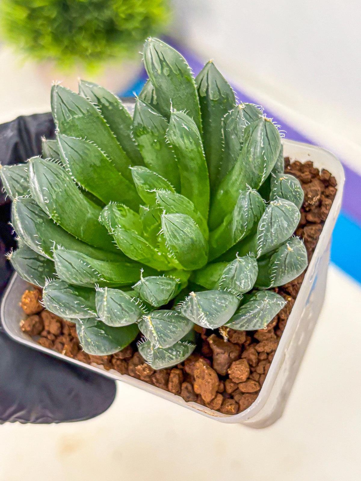 Haworthia Obtusa Hyb (wa10) (pp) | Rare Succulent