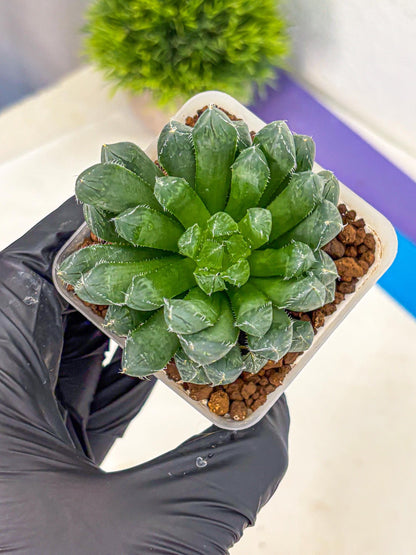 Haworthia Obtusa Hyb (wa10) (pp) | Rare Succulent