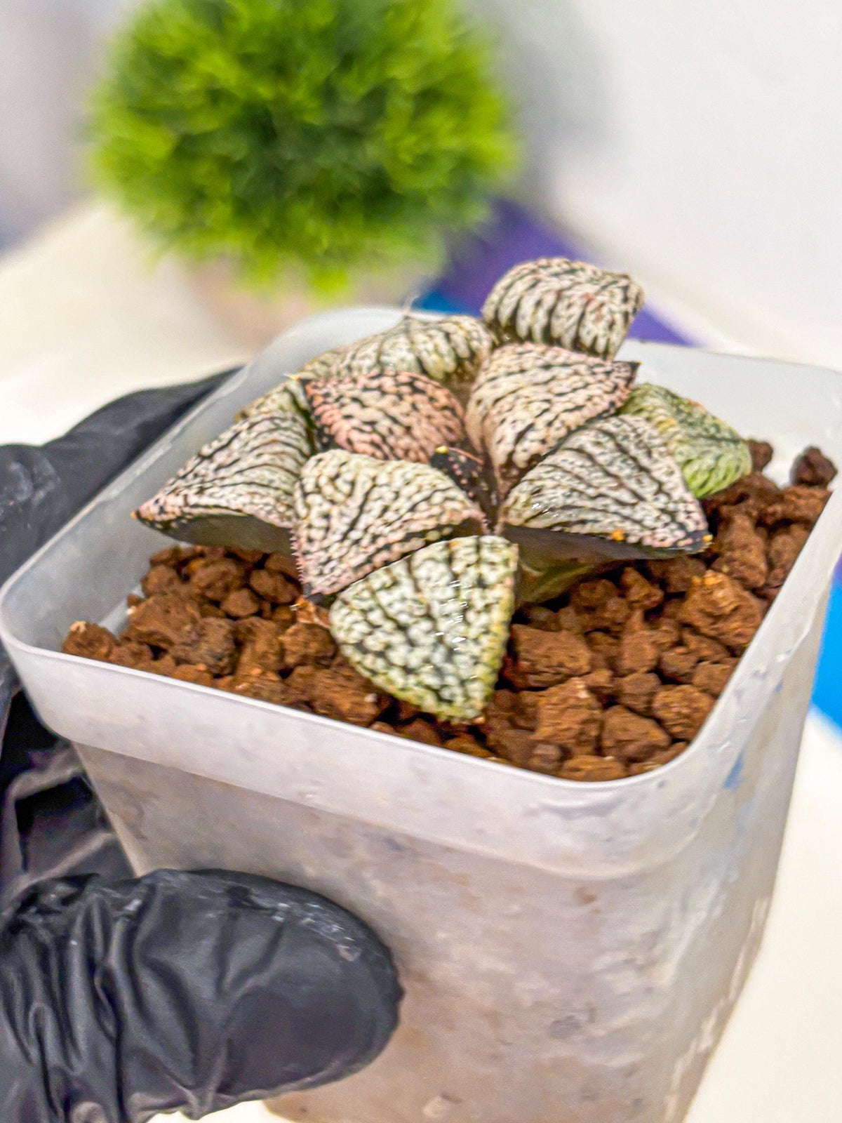 Haworthia Picta ‘Red’ (wa10) (bb) | Rare Succulent