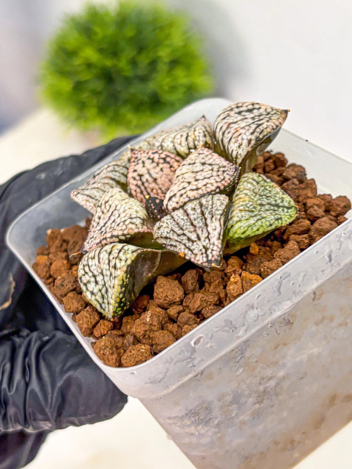Haworthia Picta ‘Red’ (wa10) (bb) | Rare Succulent