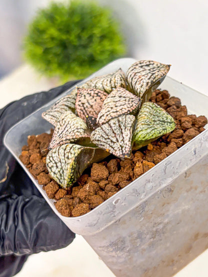 Haworthia Picta ‘Red’ (wa10) (bb) | Rare Succulent