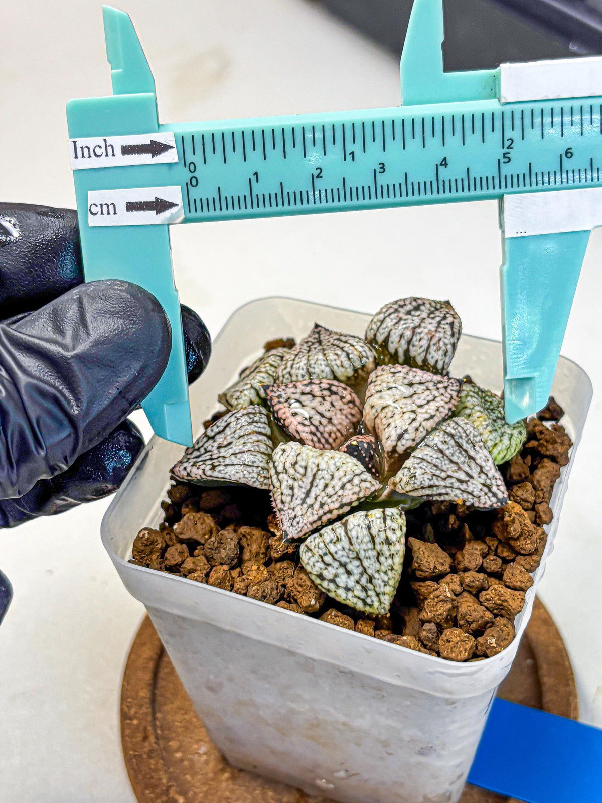 Haworthia Picta ‘Red’ (wa10) (bb) | Rare Succulent