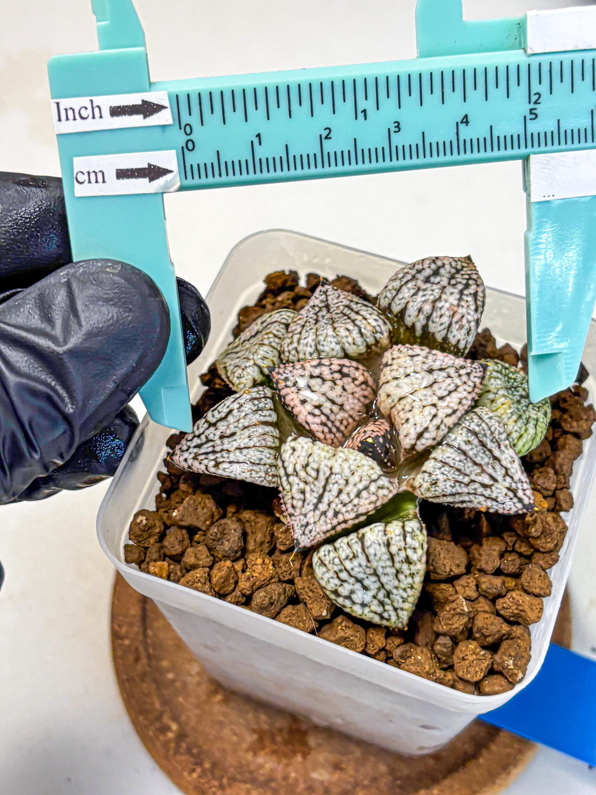 Haworthia Picta ‘Red’ (wa10) (bb) | Rare Succulent