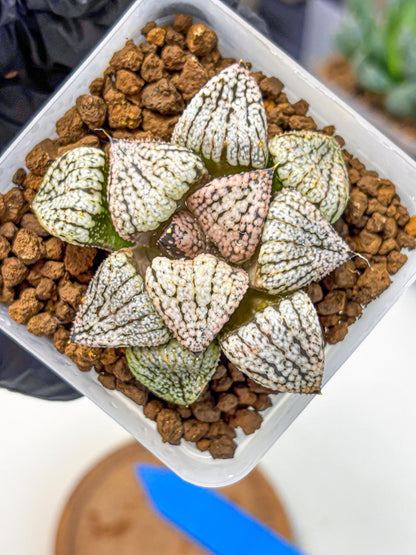 Haworthia Picta ‘Red’ (wa10) (bb) | Rare Succulent