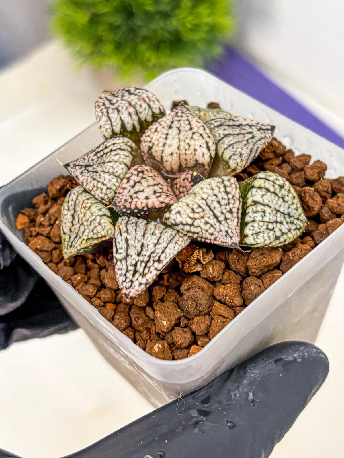 Haworthia Picta ‘Red’ (wa10) (bb) | Rare Succulent