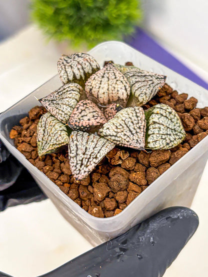 Haworthia Picta ‘Red’ (wa10) (bb) | Rare Succulent