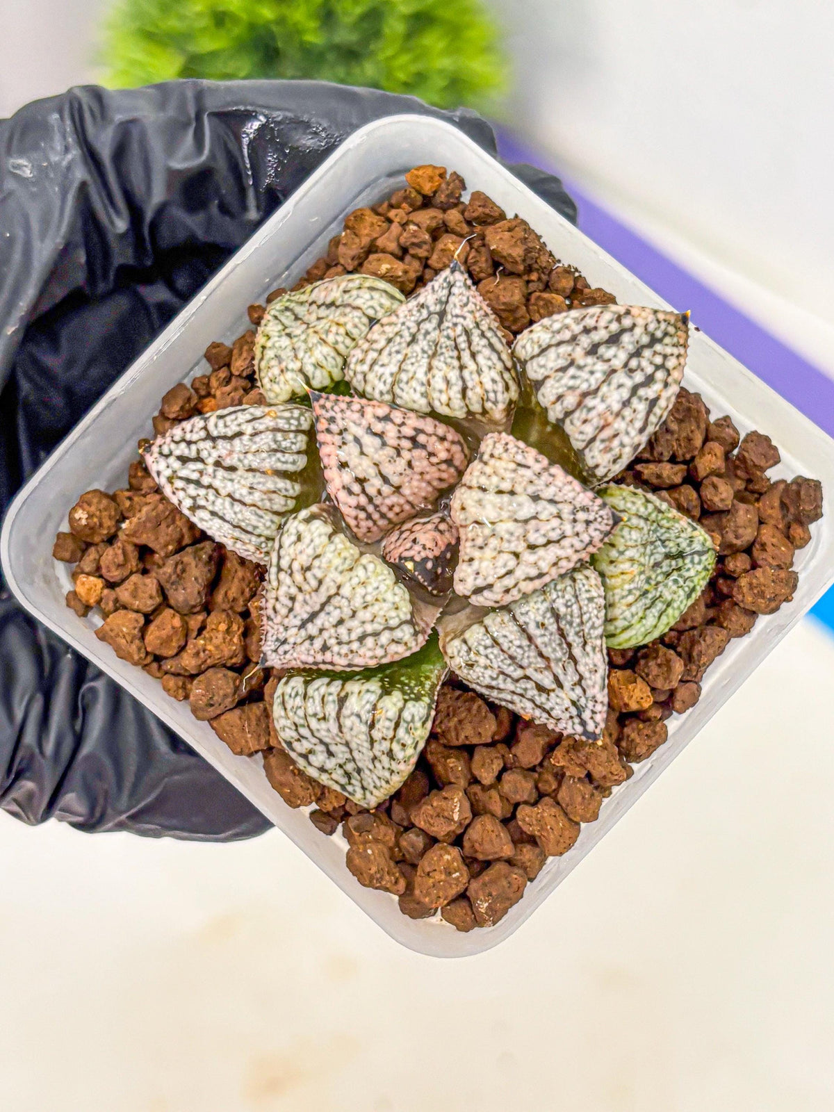 Haworthia Picta ‘Red’ (wa10) (bb) | Rare Succulent
