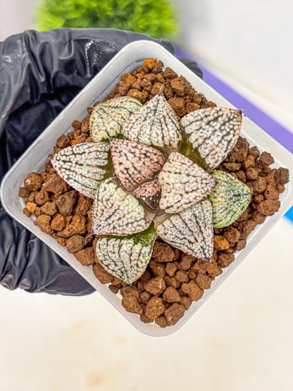 Haworthia Picta ‘Red’ (wa10) (bb) | Rare Succulent