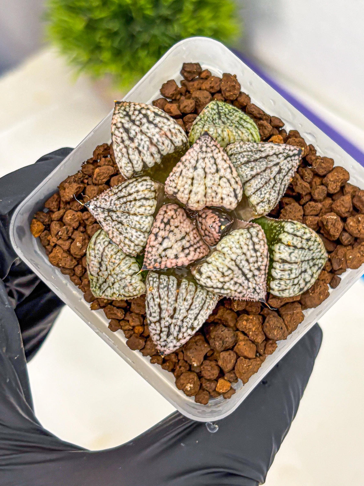 Haworthia Picta ‘Red’ (wa10) (bb) | Rare Succulent