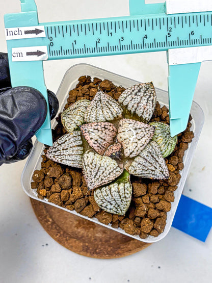 Haworthia Picta ‘Red’ (wa10) (bb) | Rare Succulent