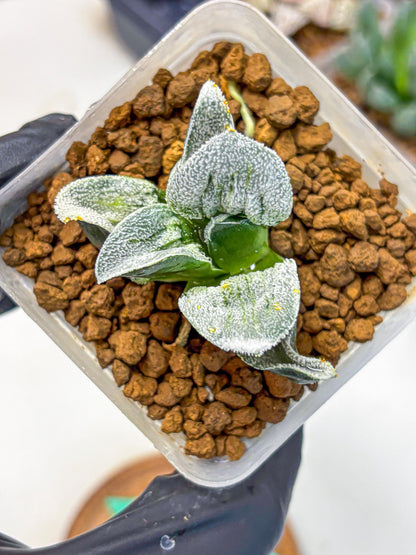 Haworthia Pygmaea ‘Hakugin Tetsudou’ (wa10) (gg) | Rare Succulent