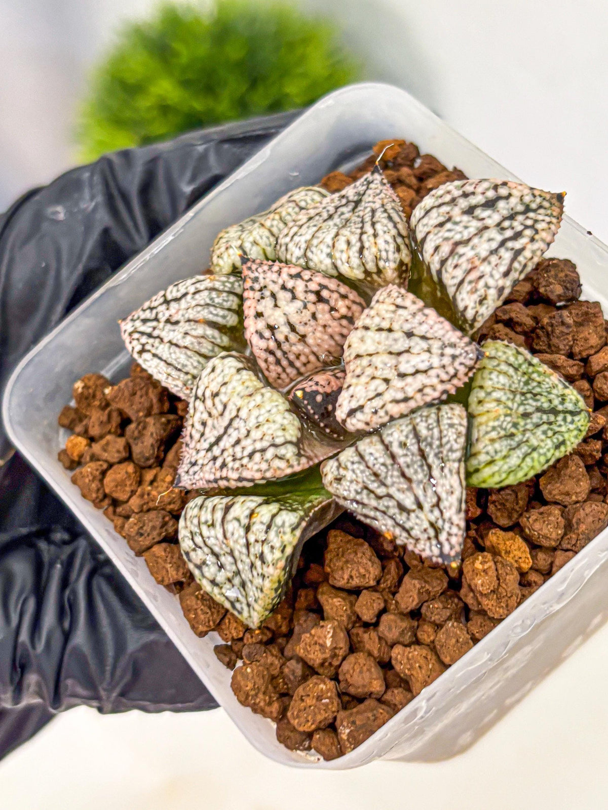 Haworthia Picta ‘Red’ (wa10) (bb) | Rare Succulent