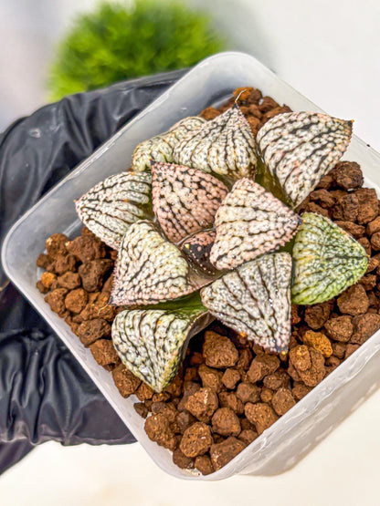 Haworthia Picta ‘Red’ (wa10) (bb) | Rare Succulent