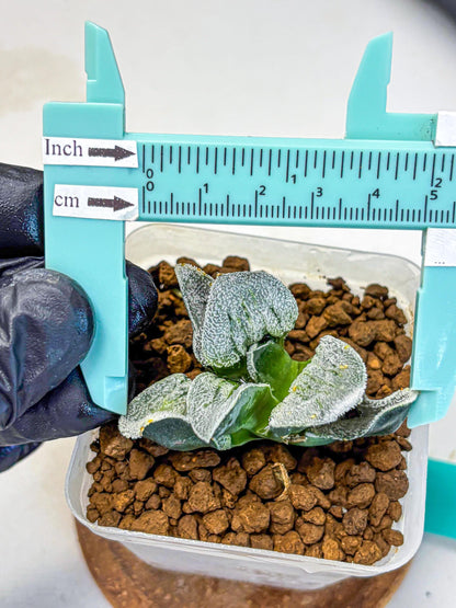 Haworthia Pygmaea ‘Hakugin Tetsudou’ (wa10) (gg) | Rare Succulent