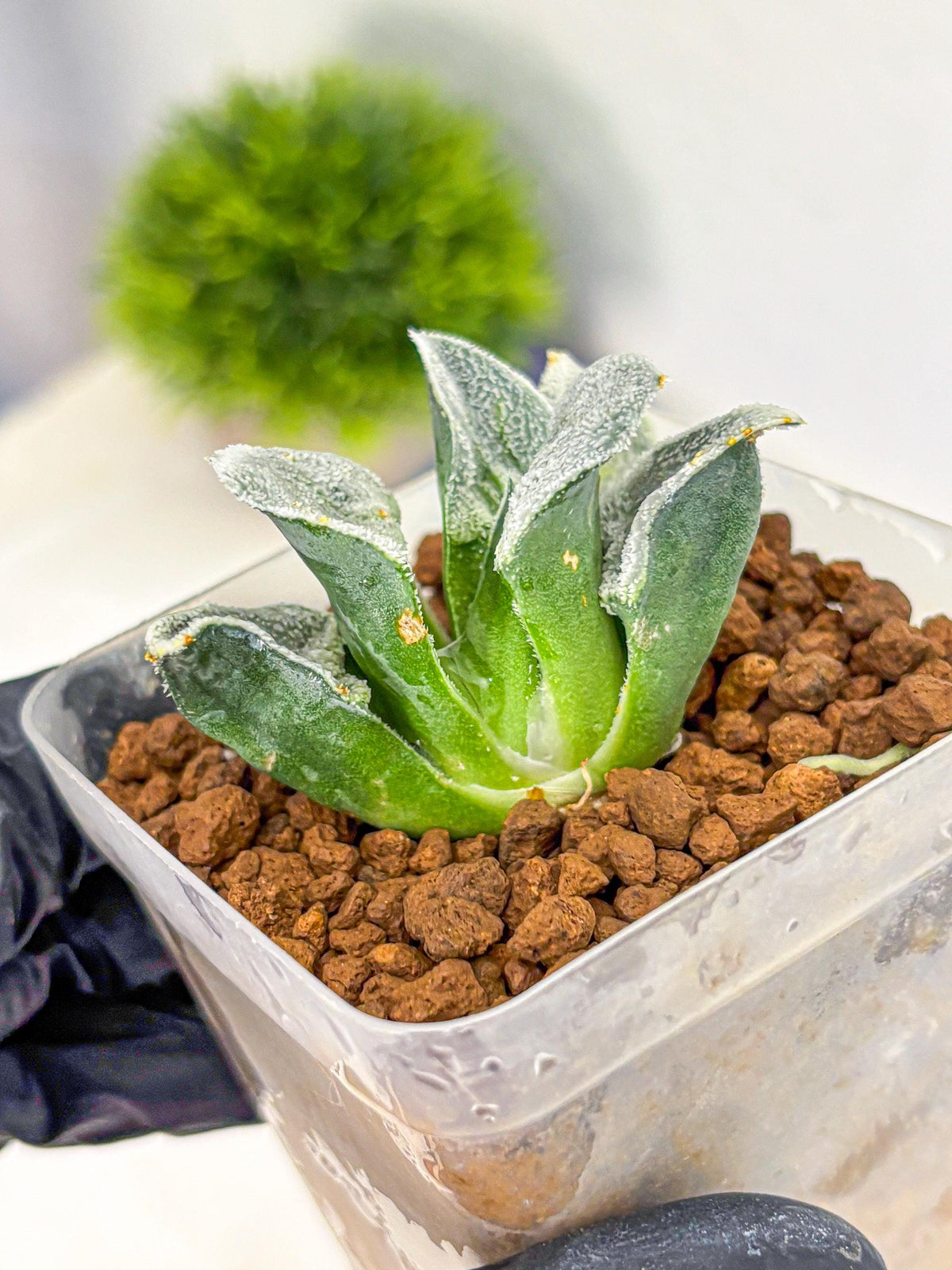 Haworthia Pygmaea ‘Hakugin Tetsudou’ (wa10) (gg) | Rare Succulent