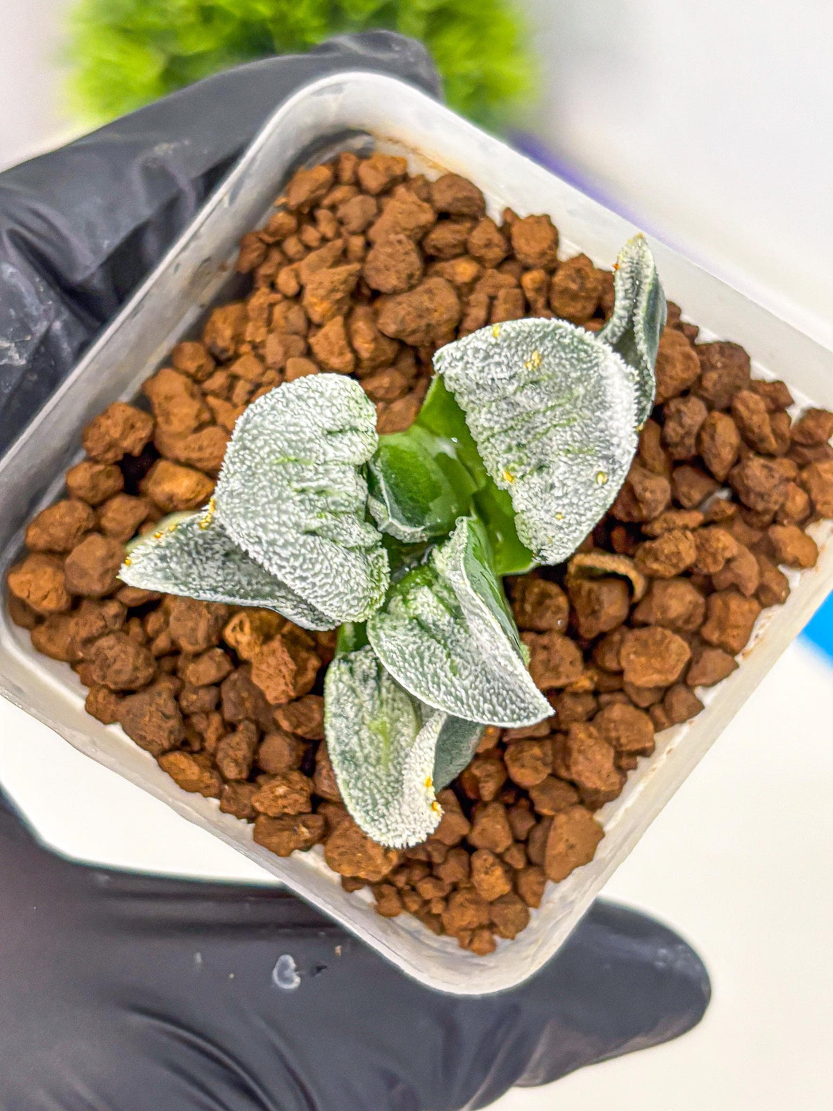 Haworthia Pygmaea ‘Hakugin Tetsudou’ (wa10) (gg) | Rare Succulent