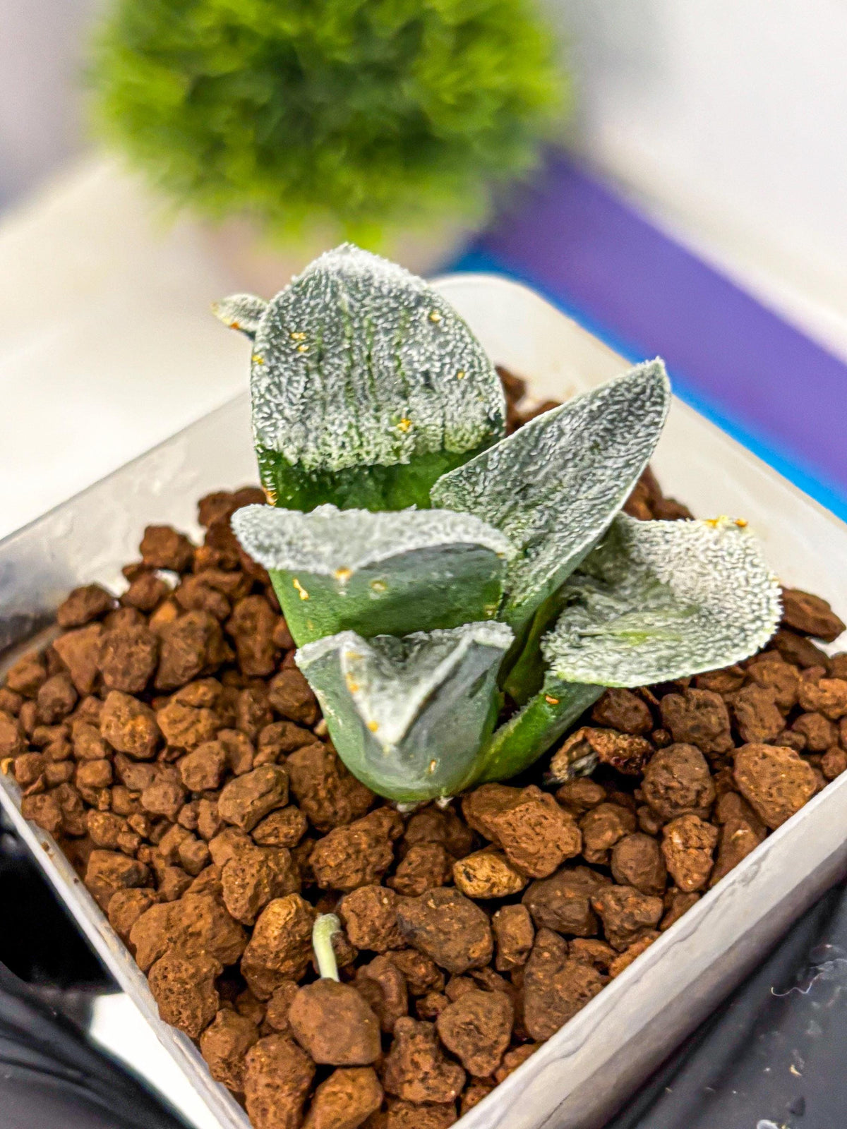 Haworthia Pygmaea ‘Hakugin Tetsudou’ (wa10) (gg) | Rare Succulent