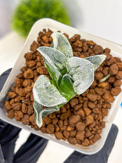 Haworthia Pygmaea ‘Hakugin Tetsudou’ (wa10) (gg) | Rare Succulent