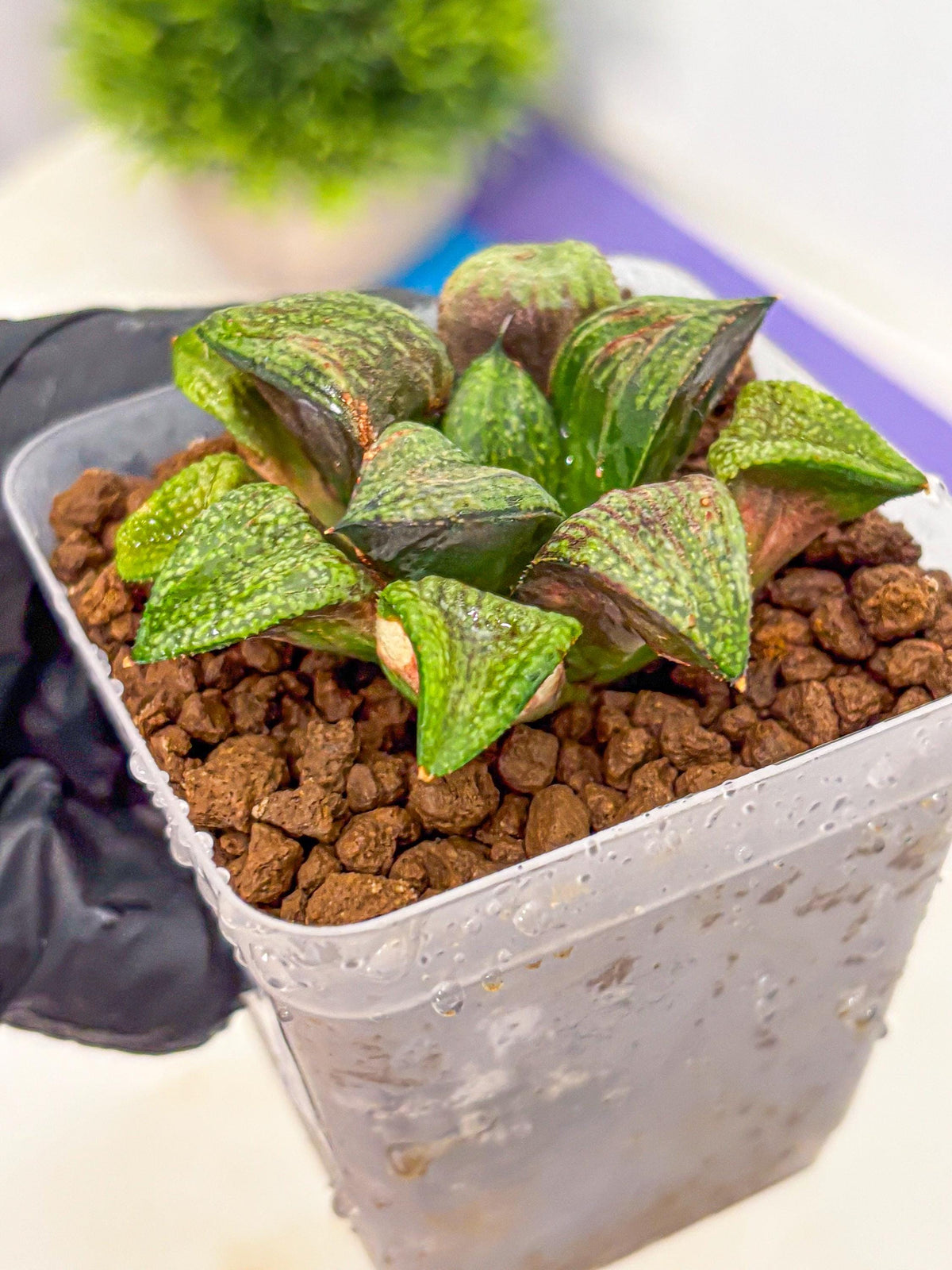 Haworthia Picta Hyb (wa11) (2) | Easy Care Indoor Plant