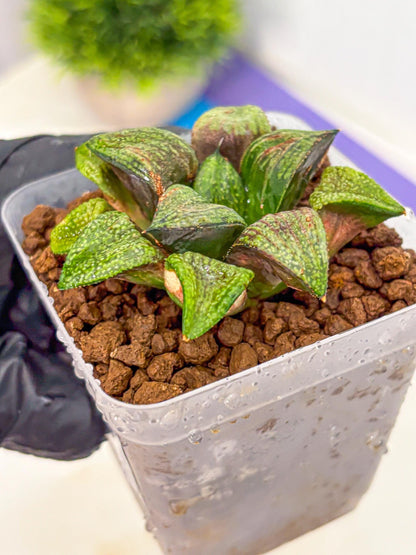 Haworthia Picta Hyb (wa11) (2) | Easy Care Indoor Plant
