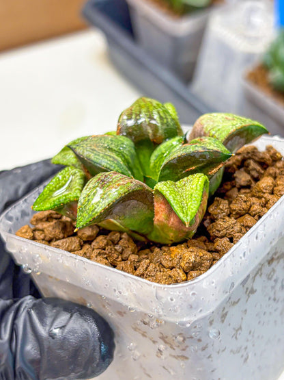 Haworthia Picta Hyb (wa11) (2) | Easy Care Indoor Plant
