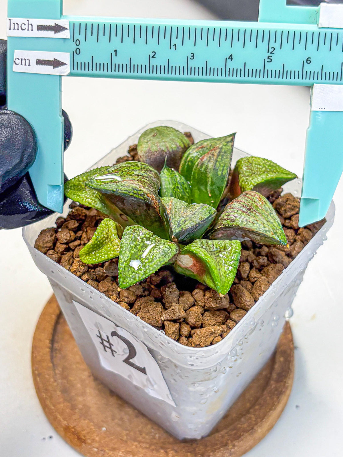 Haworthia Picta Hyb (wa11) (2) | Easy Care Indoor Plant