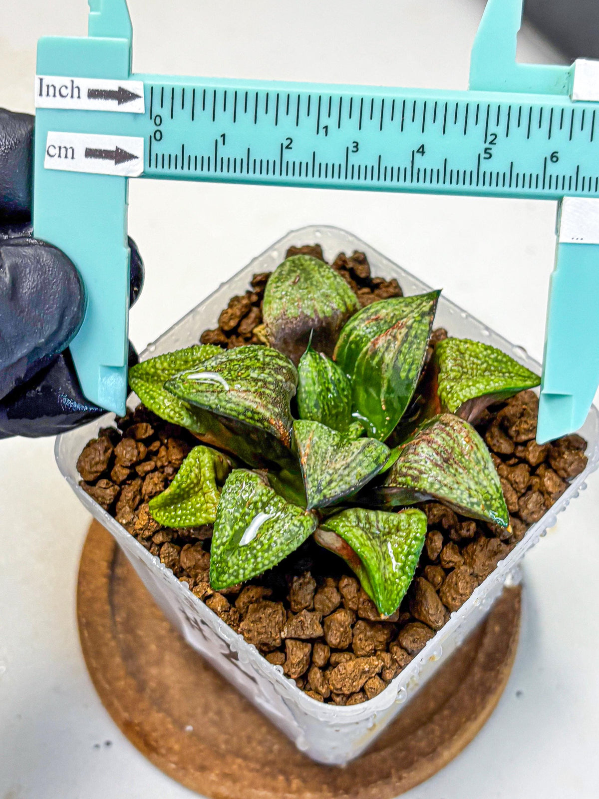 Haworthia Picta Hyb (wa11) (2) | Easy Care Indoor Plant