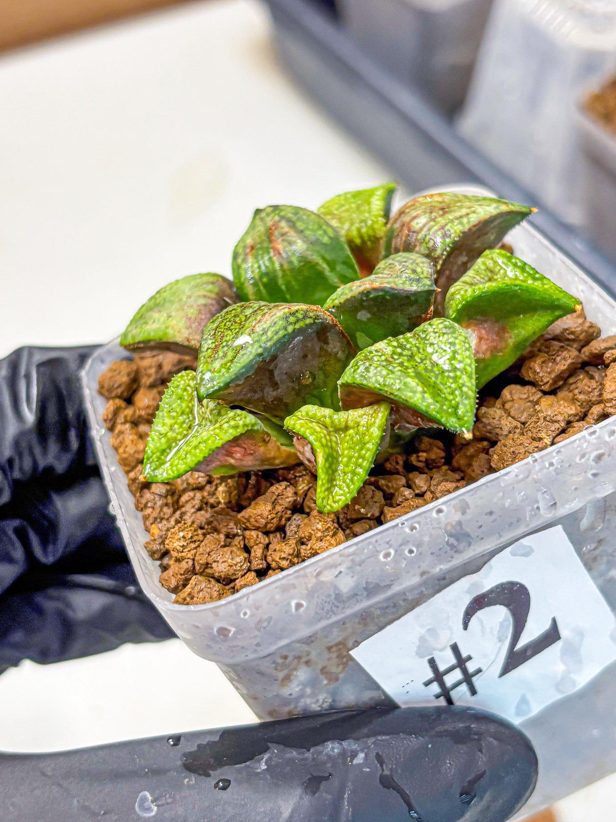 Haworthia Picta Hyb (wa11) (2) | Easy Care Indoor Plant