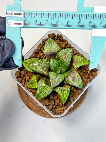 Haworthia Picta Hyb (wa11) (2) | Easy Care Indoor Plant