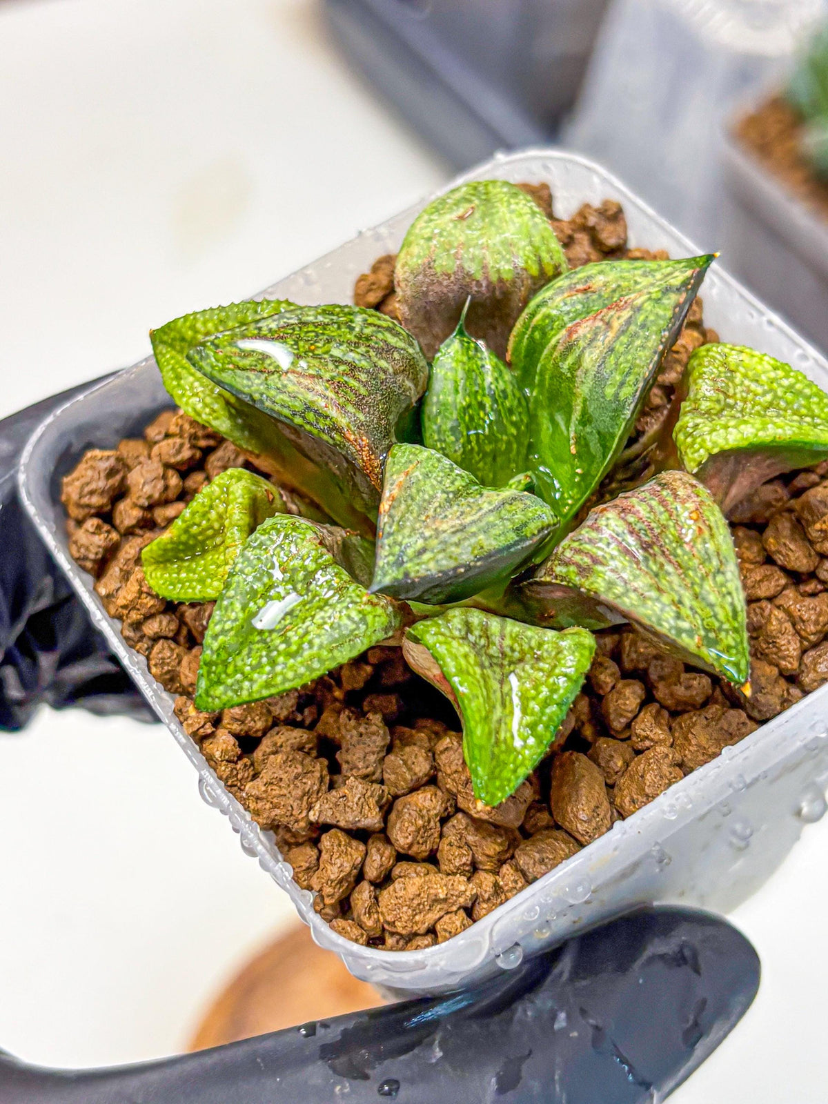 Haworthia Picta Hyb (wa11) (2) | Easy Care Indoor Plant