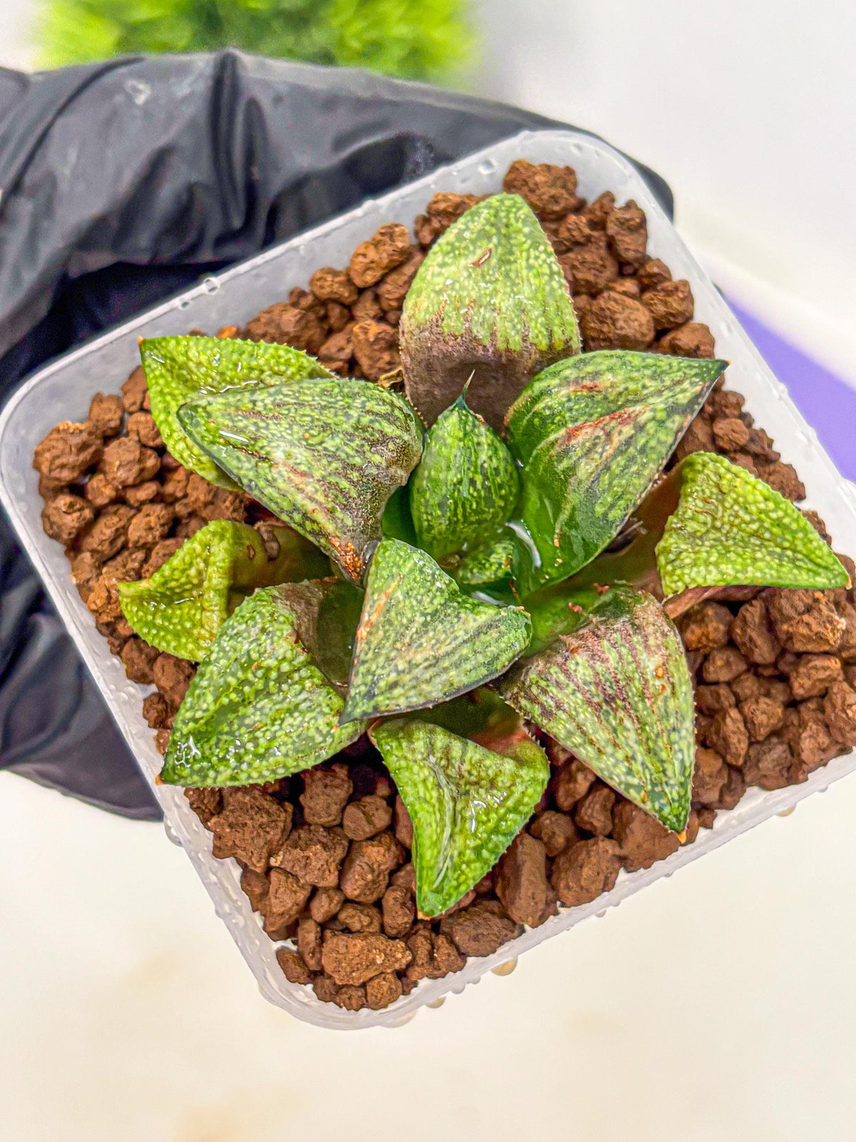Haworthia Picta Hyb (wa11) (2) | Easy Care Indoor Plant