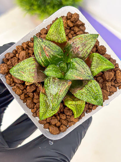 Haworthia Picta Hyb (wa11) (2) | Easy Care Indoor Plant