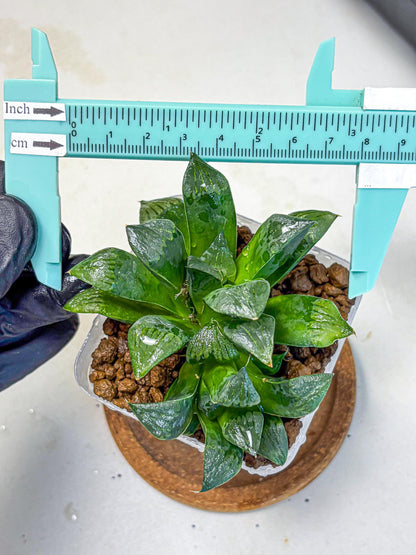 Haworthia Atrofosca (wa11) (3) | Easy Care Indoor Plant